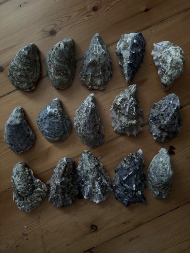 Natural fossiled oyster - 15,