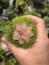 Pinguicula Ehlsersiae X