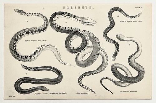 Boa rock python - boa-rock, sea