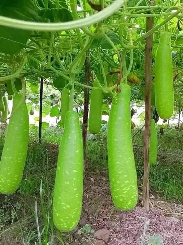Vegetable seeds bottle - ,