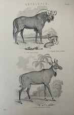 Antique Print Antelope Species
