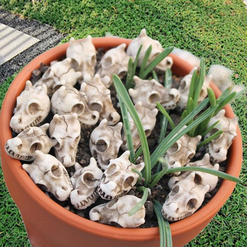 20pcs mini resin animal skull - mini,
