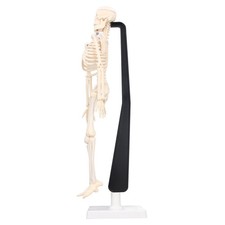Human Skeleton Model 42cm