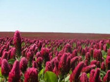 CRIMSON CLOVER SEED For Deer