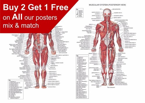 Human anatomy muscular system - human,
