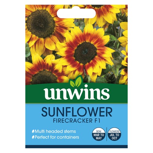 Sunflower firecracker - firecracker, f1