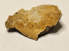 Real T-Rex Vertebra ~1 Inch