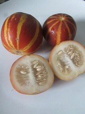 15 RICH SWEETNESS MELON SEEDS