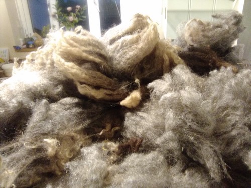 Romney coloured unwashed - ,