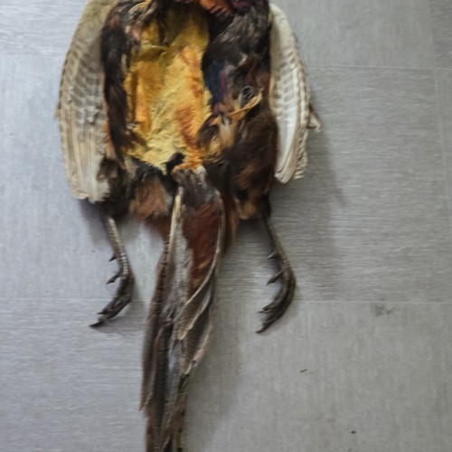 Pheasant pelt skin - pheasant,