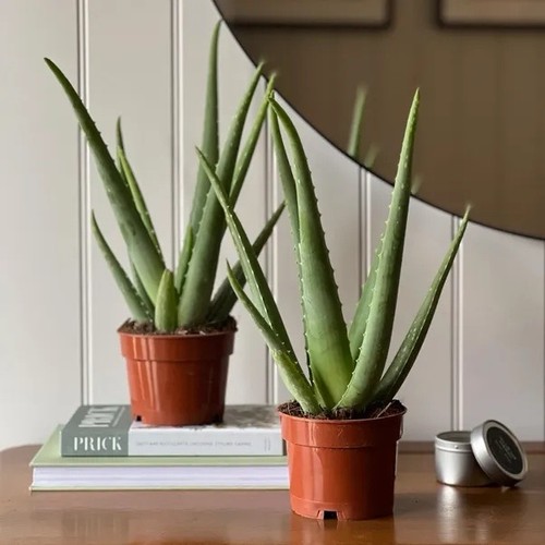 Medicinal aloe vera indoor - 2,