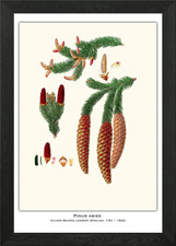 Botanical Illustration of