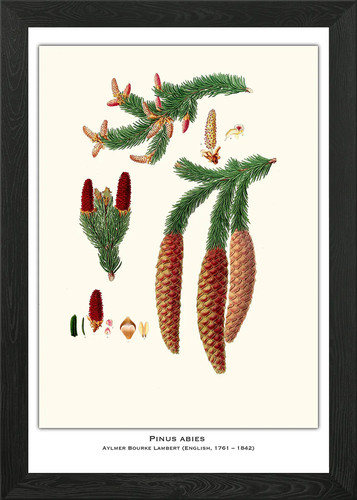 Botanical illustration - botanical,