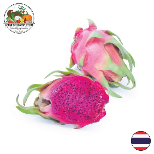 Fresh red dragon fruit from - dragon,