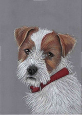 Original color pencil artwork picture adorable Rough coated Jack Russell terrier