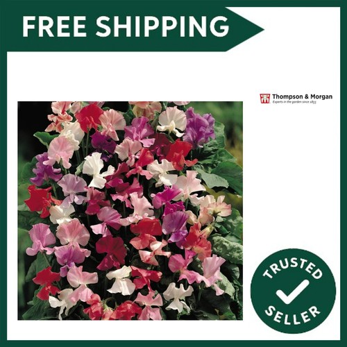 Sweet pea fragrantissima seeds - sweet,