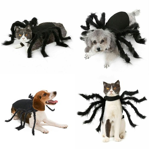 Halloween pet black spider - halloween,