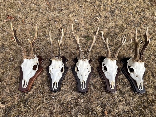 Nice roe deer buck - nice, deer/buck
