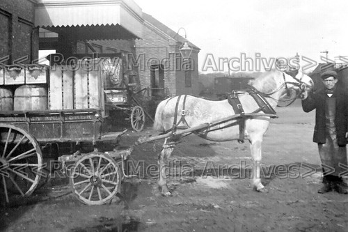 Mmg dray horse - horse, brewery