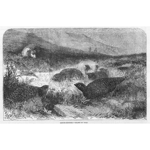 Hunting grouse shooting - hunting,