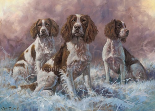 Springer spaniel christmas - springer,