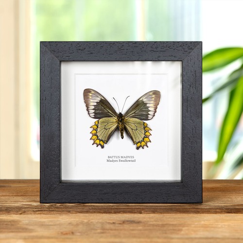 Madyes swallowtail butterfly - madyes,