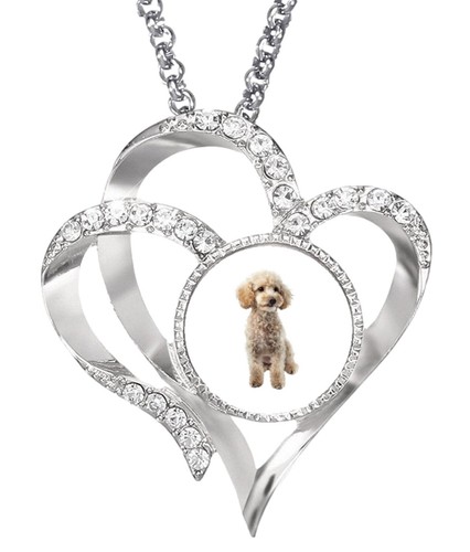Miniature poodle silver colour - poodle,