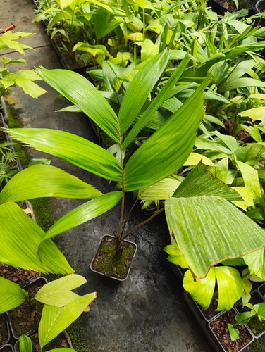 Carpentaria acuminata 14 cm - -,