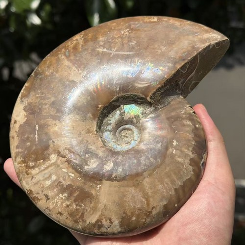 3lb large natural - 3lb, ammonite
