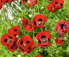 3500x poppy ladybird seeds - 3500x,