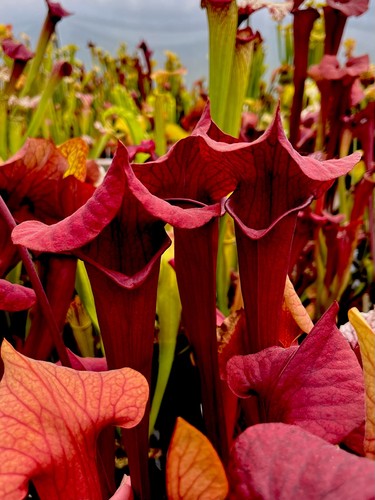 Sarracenia asbo rita soper - asbo,