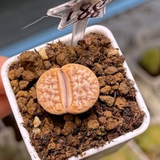 Exact Plant，Lithops Gracilidelineata 'latte' C309A , Living Stone