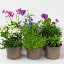 Rockery plants mix - x,
