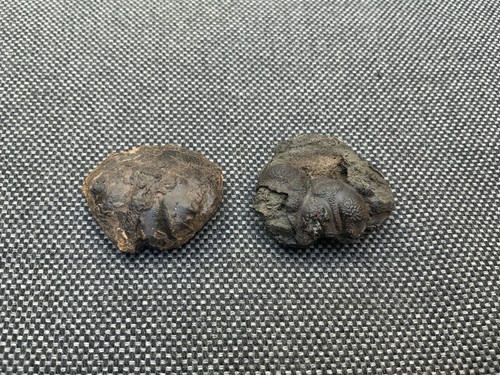 Fossil crab carapace - 2x,