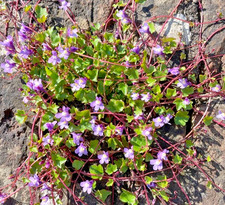 500x Cymbalaria Muralis Seeds