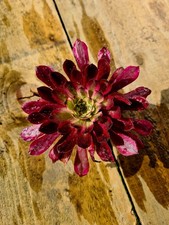 Aeonium Mardi Gras |