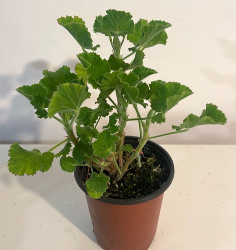 Orange scented geranium 9cm - orange,