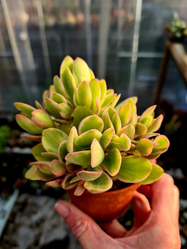 Crassula swaziensis money - swaziensis,