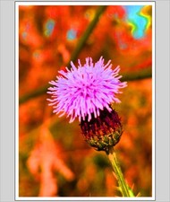 Down By The Riverbank A4 Print