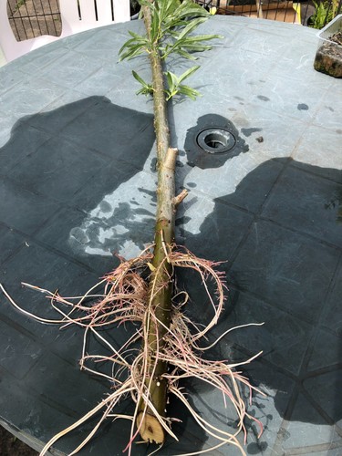 Metre salix viminalis willow - salix,