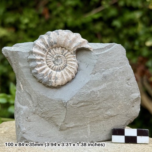 Rare oistoceras figulinum - oistoceras,