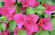 Bougainvillea juanita