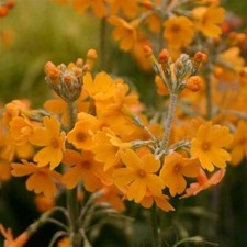 Primula Candelabra chungensis Perennials x 3 Pack - 5cm  Plug Plants - FREE P+P