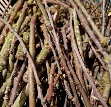 200g Natural Dried Oak Sticks, ATN018 Reptiles Isopod Insects, Aquarium. Biotope