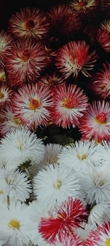 New monstrosa bellis - new,