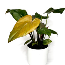 Philodendron ‘Summer Glory'
