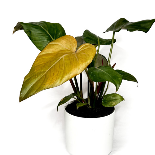 Philodendron summer glory - philodendron, ‘summer