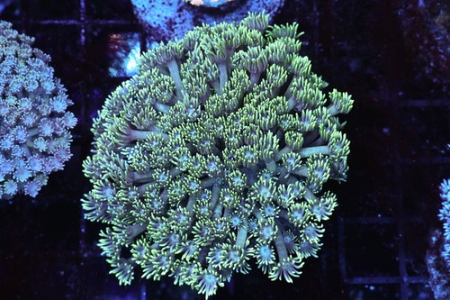 Teal goniopora coral wysiwyg - goniopora,