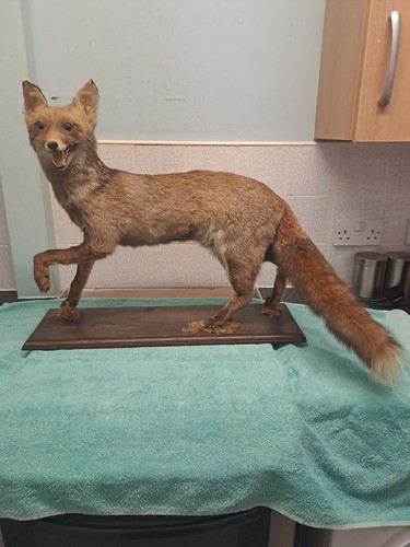 Beautiful full size taxidermy - beautiful,