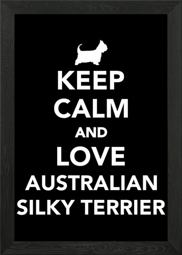 Australian silky terrier - australian,
